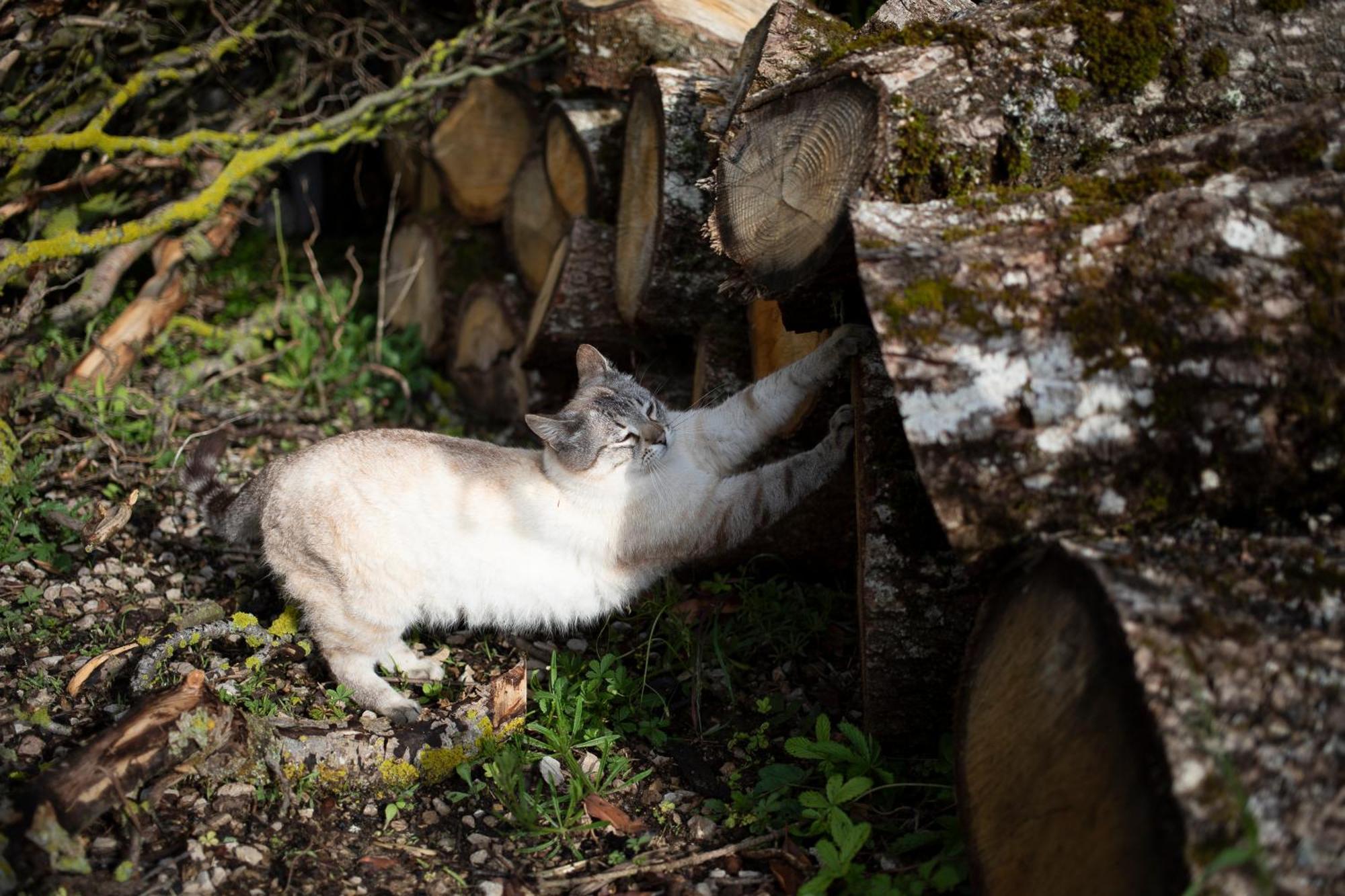 Le Chat Blanc Versols-et-Lapeyre Exterior photo